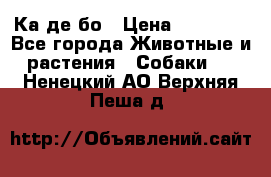 Ка де бо › Цена ­ 25 000 - Все города Животные и растения » Собаки   . Ненецкий АО,Верхняя Пеша д.